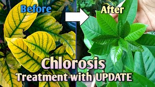 Chlorosis Best Treatment for Yellow Leaves with UPDATE How to Treat Yellow Leaves on Plants [upl. by Llenra]