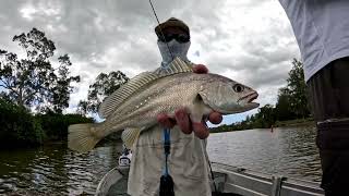 Small Jewfish Session fishing the Gold Coast [upl. by Lukash510]