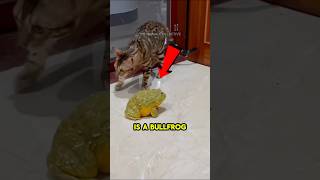 Uncovering the Bullfrog Natures Loudest Hunter 🐸🔊 nature wildlife animals bullfrog facts [upl. by Awe]