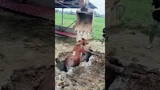 The process of rescuing a cow trapped in a deep pit [upl. by Netta]