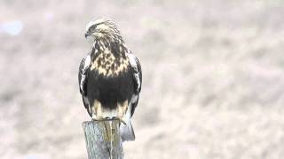 Roughlegged Hawk [upl. by Javier]