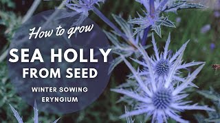 How To Grow Eryngiums Sea Holly from Seed  Perennial Garden [upl. by Cobby]