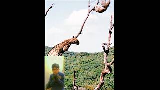 Jaguar Catching Sloth 🦥🦥reaction ytshort viral jaguar sloth [upl. by Ailatan]