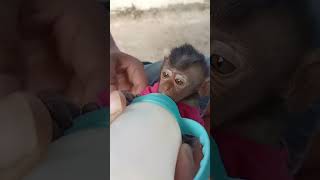 cocolovebabyanimalsbabymonkeymonkeyscutemonkeycocobabycococutecutebabyasmrfamily [upl. by Eldorado]