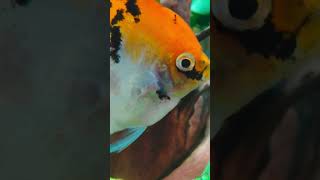 Guppies and Angelfish in the Same Tank guppy [upl. by Sharona991]