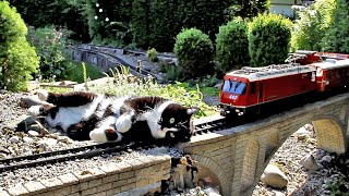 Katze vs Gartenbahn VII [upl. by Charmian]