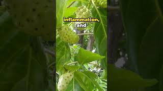 Noni Natures Health Elixir healthylifestyle healthbenefitsofnoni [upl. by Cara316]