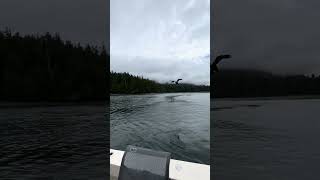 Eagle comes by close in Tofino🦅 [upl. by Scheer]