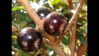 Jabuticaba ou jaboticaba Myrciaria cauliflora [upl. by Naawaj3]