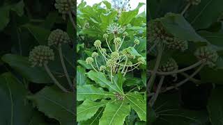 My fatsia japonica is in flower [upl. by Sherris823]