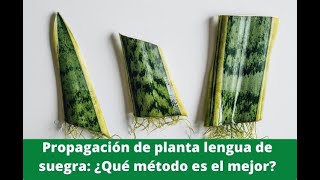 🌱Como Reproducir Planta Suculenta Lengua de Suegra Paso a Paso🌱Sansevieria 🌱 Espada de San Jorge [upl. by Jeane]