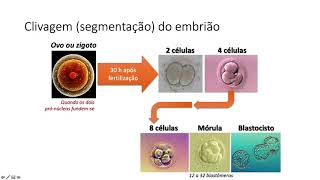 Como calcular as semanas de gestação  Porque a Gravidez é contada em semanas e não em meses [upl. by Yhtuv]