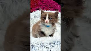 Solid Chocolate Mitted  Male Ragdoll Kitten [upl. by Hehre]