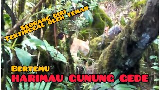 BERTEMU HARIMAU GUNUNG GEDE [upl. by Creigh369]