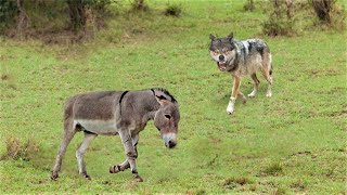 That Wolf Attacked A Donkey Heres What Happened Next Predators Who Clearly Mistook Prey [upl. by Shulamith165]