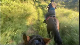 Fell off and hit a tree Horse riding Traumatic Vlog [upl. by Cock]