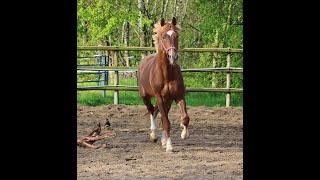 sold Quadriga  Stallion 2020 by De Niro Gold for highest dressage on his paddock [upl. by Cocks]