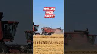 Montana Combines Harvesting Wheat 2024 wheat farming farmer caseih wheatland combine [upl. by Ulrich]