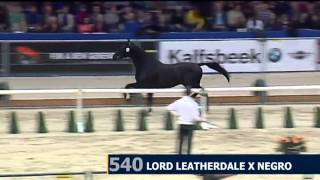 Glamourdale by Lord Leatherdale x Negro  2nd phase  2014 KWPN Stallion Licensing [upl. by Erinna]