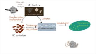 Décomposition de la matière organique [upl. by Sillig940]