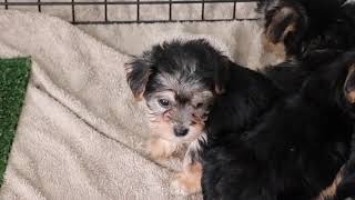 Morkie Puppies Exploring SD 480p [upl. by Enyrhtak971]