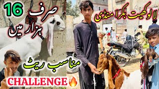 Lalukhet Bakra Mandi Latest Update  22 September 2024  Bakra Mandi [upl. by Noby]