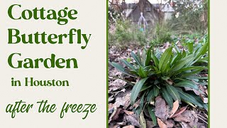 February 1 2024 Cottage Butterfly Garden tour in Houston Texas zone 9ab [upl. by Betsey]