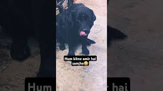 Hume garib mat samjho😀shortsvideo funny labrador dogshorts dog [upl. by Mazurek]