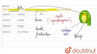 Both micropylar and chalazal endosperm haustoria are formed in [upl. by Oretna]