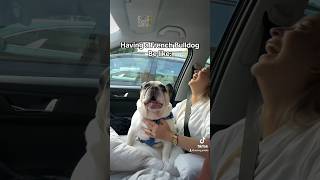 Having a French Bulldog be like dog frenchbulldog funny frenchie animals viral [upl. by Miran906]