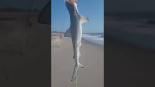 Dirty water conditions equals catfish and shark action at Cocoa Beach [upl. by Aysa201]