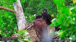 Little Miami Conservancy Bald Eagle 02062024 0624 [upl. by Ecarret993]