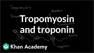 How tropomyosin and troponin regulate muscle contraction  NCLEXRN  Khan Academy [upl. by Isdnil976]