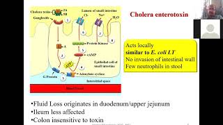 Vibrio mobiluncus gardnerella ans spirillum and Haemophilus [upl. by Forster]