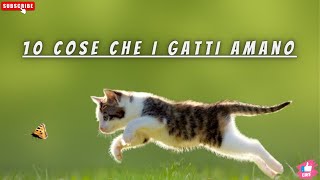 10 Cose che i GATTI amano [upl. by Jeannette]