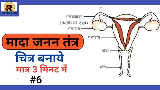 RBSE  Class 10th Science  Mada janan Tantra ka Chitra  मादा जनन तंत्र का चित्र [upl. by Convery268]