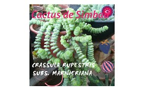 Crassula rupestris subs marnieriana  Tips cuidados reproducción  ❤️❤️❤️ [upl. by Gerrald]