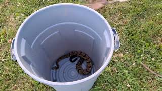 Raw unedited footage of catching a timber rattler [upl. by Thessa]