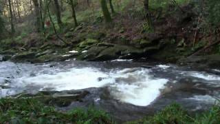 Erme Woods Ivybridge Devon 1 [upl. by Naryb]