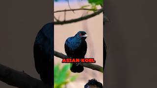 Asian Koels The Parasites of Bird Kingdom shorts youtubeshorts youtube shortvideos viral fyp [upl. by Pernas]