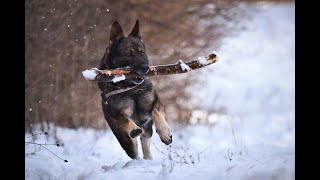 German Shepherd Intelligent Brave and Protective [upl. by Holds665]