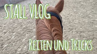 Happy lernt die ersten Zirkustricks  Reitstunde  Stallvlog [upl. by Olumor995]