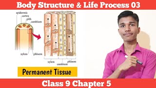 Permanent Tissue  Body Structure amp Life Process  Class 9 Science Chapter 5 In Nepali [upl. by Gaylene]