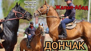 ЖалалАбадда ДОНЧАК ЗОЛОТОЙ ⚫️Черный жемчуг мыкты аттар💥марта 2023 г [upl. by Eldon]