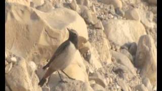 Kurdish Wheatear Oenanthe xanthoprymnaRedrumped Wheatear [upl. by Woodall]