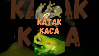 Katak kacashorts [upl. by Anirbas]