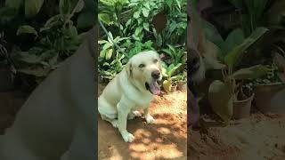 Bruno newgen 2k24 thelab doglovers labrador  funny [upl. by Brant734]