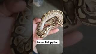 Lesser Ball python [upl. by Arednaxela]