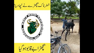 Khtarnak Tareen Bail Ny Nacha K Rhk Deya  Dangerous Bull [upl. by Ydnat]