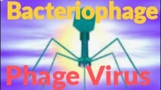 structure of bacteriophage bacteriophage phagevirus [upl. by Adnohsirk]